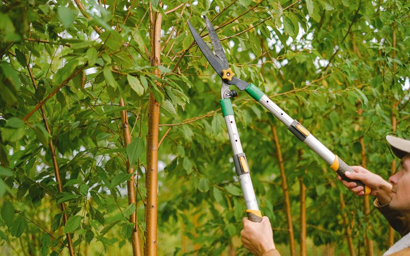 Tree trimming in Livermore, CO